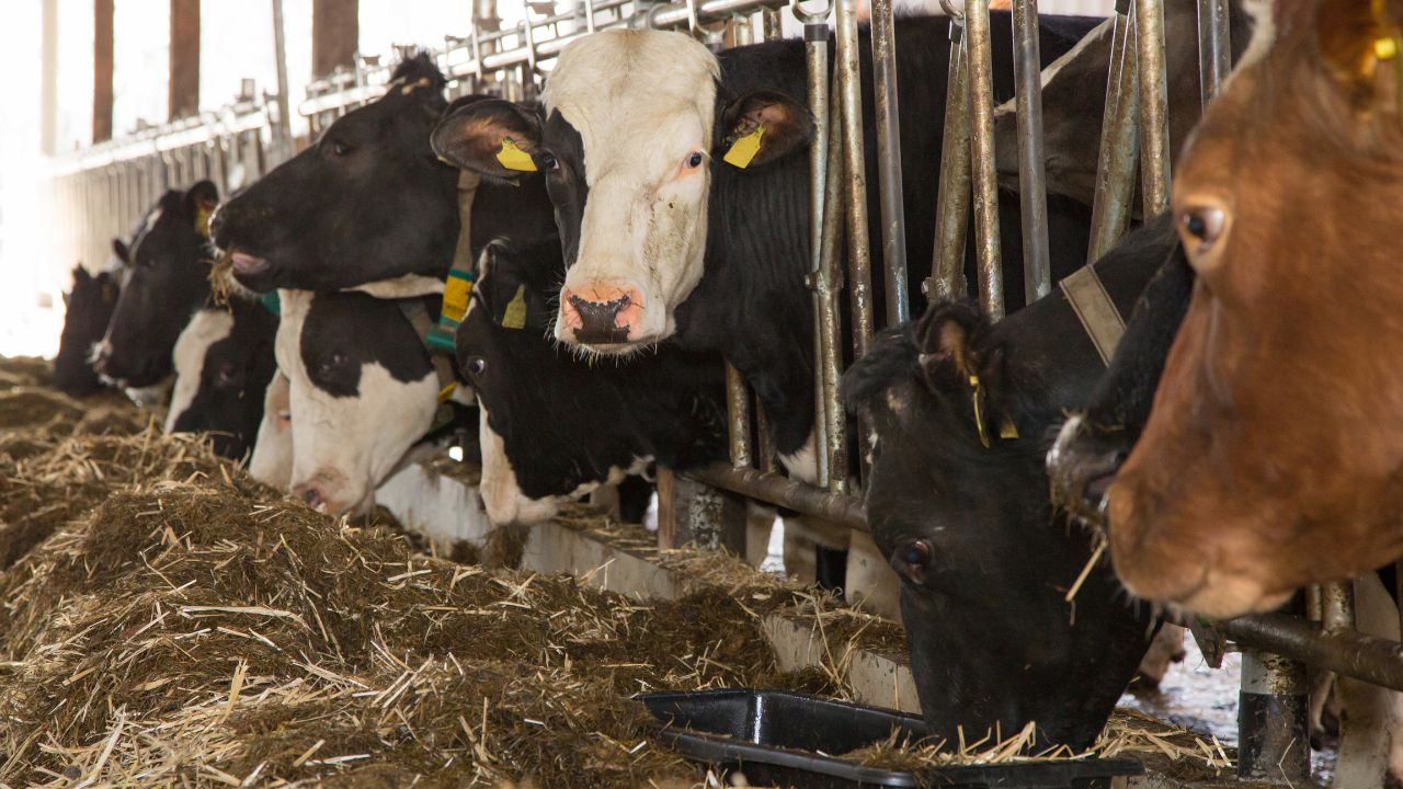 Dairy Farming Tips How To Increase Milk Production In Cow Buffalo Heat Stress Management In Summer