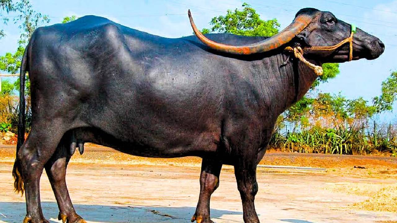 Pandharpuri Buffalo Breed Dairy Farming India Benefits Milk Production Profit