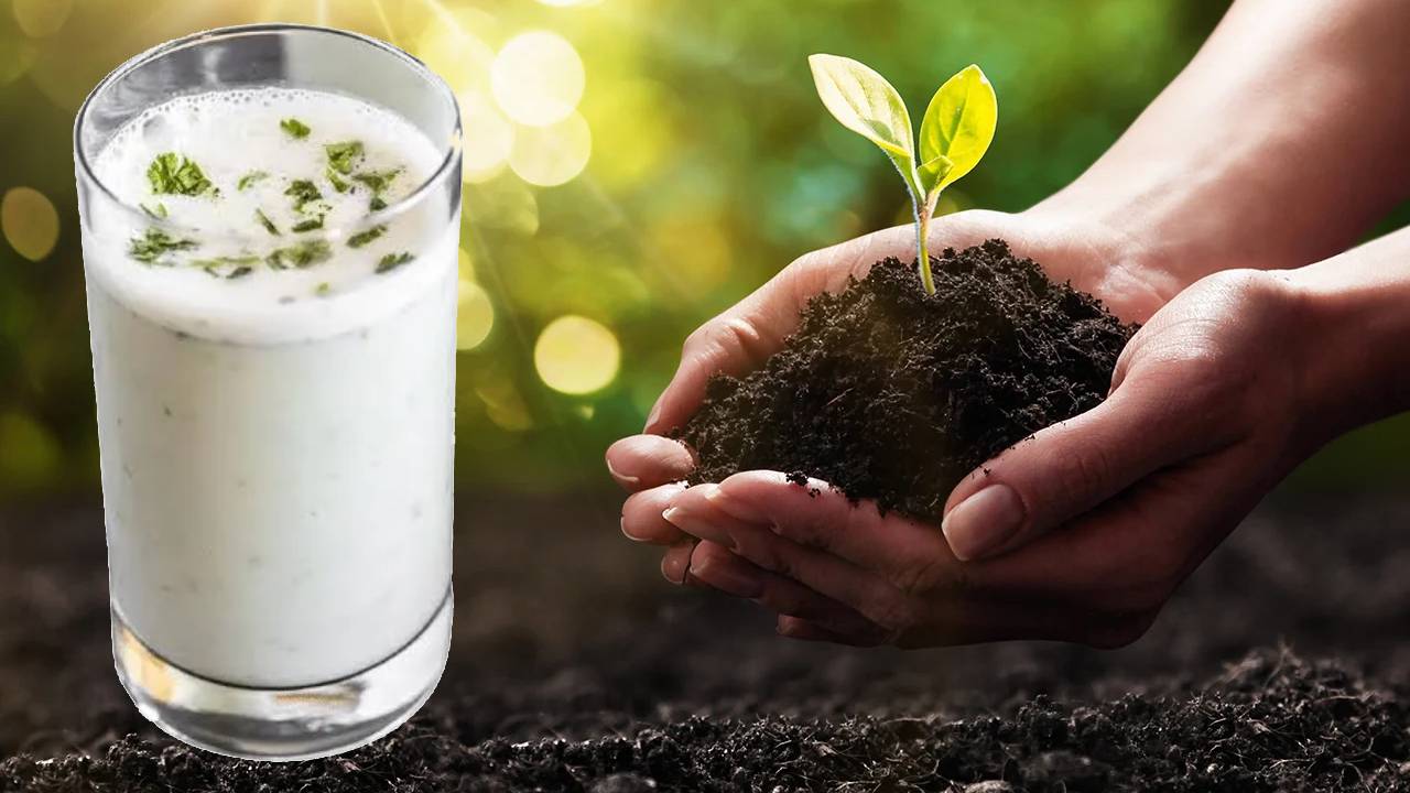 Buttermilk In Gardening Natural Fertilizer Benefits Soil Testing Methods And Causes Of Declining Soil Fertility