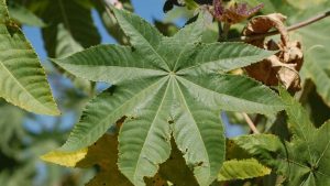 किसानों के लिए वरदान अरंडी के पत्ते, कम खर्च में मिट्टी बने उपजाऊ और कीटों से मिले पूरी सुरक्षा