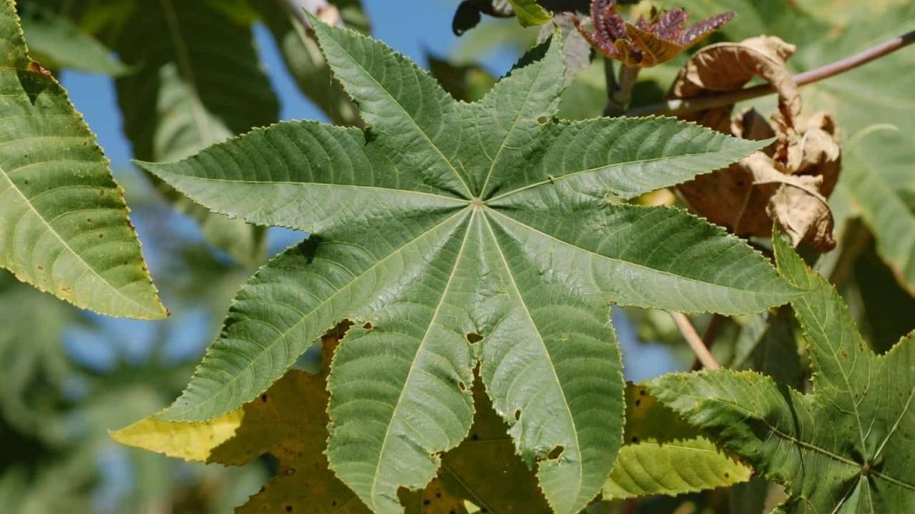 Castor Leaves Low Cost Natural Solution For Soil Fertility Improvement And Organic Pest Control In Sustainable Farming