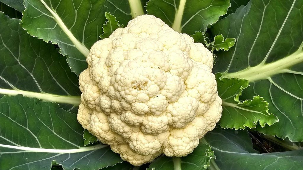 रोकथाम के लिए प्रति हेक्टेयर लगभग 20 किलोग्राम बोरेक्स मिट्टी में मिलाया जा सकता है. यदि पहले प्रयोग न हुआ हो तो कर्ड बनने से पहले 0.1 प्रतिशत-0.2 प्रतिशत बोरेक्स घोल का छिड़काव करना प्रभावी उपाय है. रोकथाम के लिए प्रति हेक्टेयर लगभग 20 किलोग्राम बोरेक्स मिट्टी में मिलाया जा सकता है. यदि पहले प्रयोग न हुआ हो तो कर्ड बनने से पहले 0.1 प्रतिशत-0.2 प्रतिशत बोरेक्स घोल का छिड़काव करना प्रभावी उपाय है.