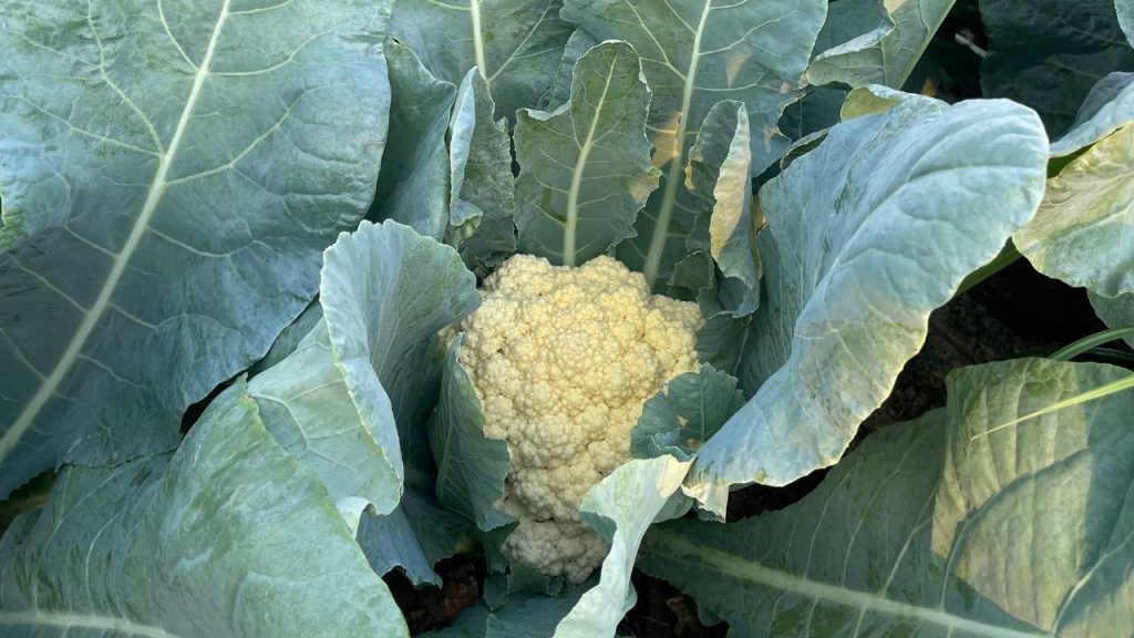 मिट्टी में बोरॉन तत्व की कमी होने पर फूलों पर जंग जैसे धब्बे उभर आते हैं. यह सूक्ष्म पोषक तत्व फूलों के सही आकार और रंग को बनाए रखने में अहम भूमिका निभाता है. मिट्टी में बोरॉन तत्व की कमी होने पर फूलों पर जंग जैसे धब्बे उभर आते हैं. यह सूक्ष्म पोषक तत्व फूलों के सही आकार और रंग को बनाए रखने में अहम भूमिका निभाता है.