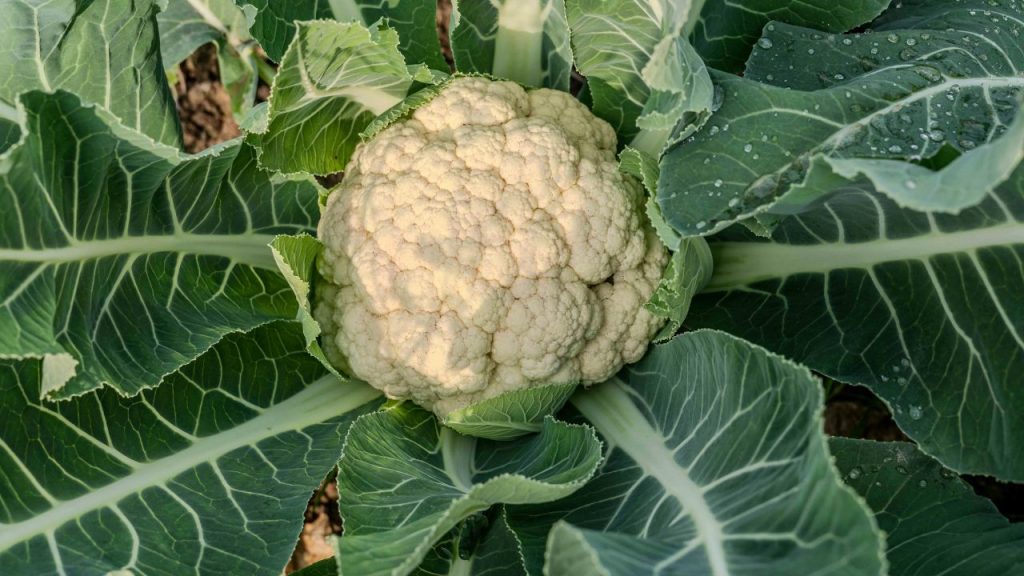 खेती शुरू करने से पहले मिट्टी की जांच कराना बहुत जरूरी है. सही उर्वरकों और पोषक तत्वों का संतुलित प्रयोग न केवल ब्राउनिंग रोकता है, बल्कि फसल की रोग प्रतिरोधक क्षमता भी बढ़ाता है. खेती शुरू करने से पहले मिट्टी की जांच कराना बहुत जरूरी है. सही उर्वरकों और पोषक तत्वों का संतुलित प्रयोग न केवल ब्राउनिंग रोकता है, बल्कि फसल की रोग प्रतिरोधक क्षमता भी बढ़ाता है.