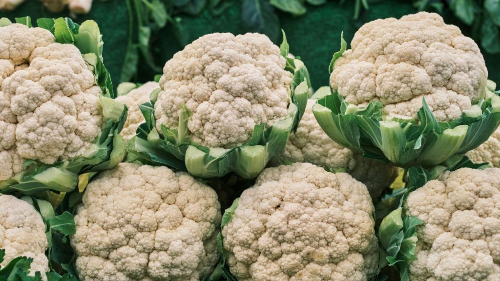 जब गोभी का फूल लंबे समय तक सीधे सूर्य प्रकाश में रहता है, तो उसका प्राकृतिक सफेद रंग बदलकर हल्का हरा हो जाता है. इसलिए फूल को पत्तों से ढककर रखना या समय पर देखभाल करना जरूरी है. जब गोभी का फूल लंबे समय तक सीधे सूर्य प्रकाश में रहता है, तो उसका प्राकृतिक सफेद रंग बदलकर हल्का हरा हो जाता है. इसलिए फूल को पत्तों से ढककर रखना या समय पर देखभाल करना जरूरी है.