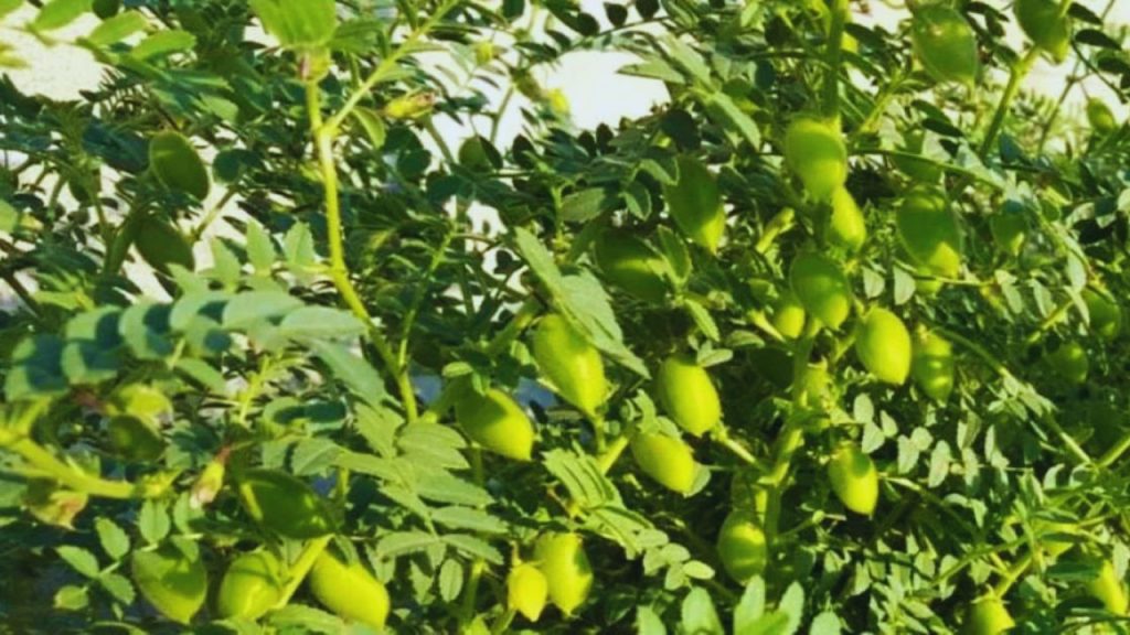 जब 90-95 फीसदी फलियां भूरी हो जाएं और दानों में 18-20 फीसदी नमी रहे, तभी कटाई करें. सुबह कटाई करना बेहतर रहता है, क्योंकि इससे फलियां कम टूटती हैं और पैदावार में 30 फीसदी तक की संभावित कमी से बचा जा सकता है.