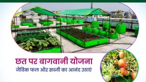 Chhat Par Bagwani Yojana: घर की छत पर उगाएं सब्जियां, गमला और पौधे खरीदने के लिए पैसे दे रही सरकार   