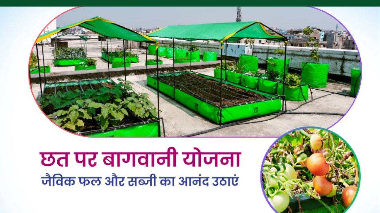 Chhat Par Bagwani Yojana Bihar Grow Vegetables Fruites On Rooftop Government Giving 75 Percent Subsidy To Buy Pots And Plants