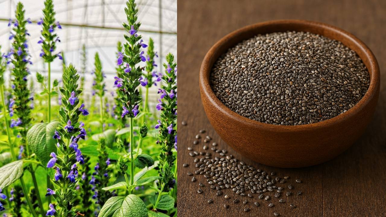 Chia Seeds Farming India Low Cost High Profit Cultivation Process Guide