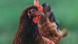 गांव में शुरू करें यह बिजनेस, ‘सोने के अंडे’ देने वाली मुर्गी से होगी शानदार कमाई गांव में शुरू करें यह बिजनेस, ‘सोने के अंडे’ देने वाली मुर्गी से होगी शानदार कमाई