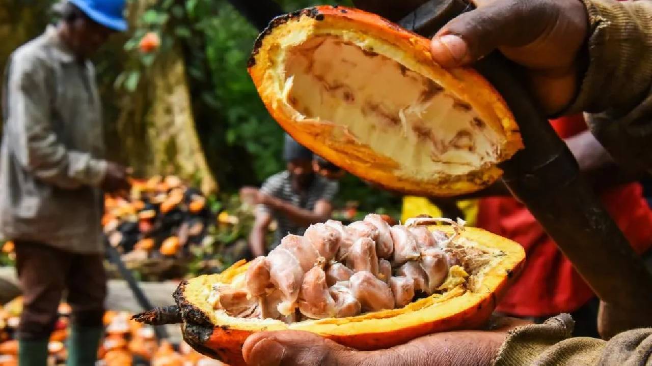 Budget 2026 Cocoa Farming India Profit Opportunity Farmers Income Global Branding