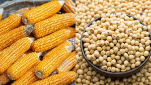 ट्रेड डील का साइड इफेक्ट: अमेरिकी आयात से लुढ़के मक्का-सोयाबीन के दाम, खेती पर मंडराया संकट