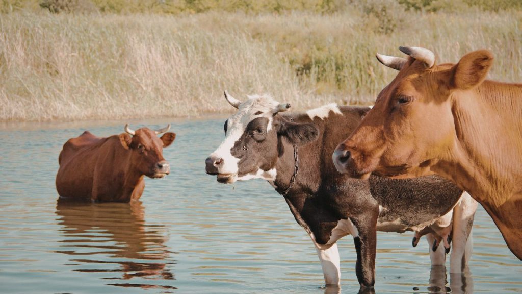 नहलाने के बाद गाय को खुले हवा वाले या गीले स्थान पर न बांधें. सर्दियों में उसे धूप में रखें या बोरे से पोंछ दें, ताकि ठंड लगने और सांस की बीमारियों से बचाव हो सके.