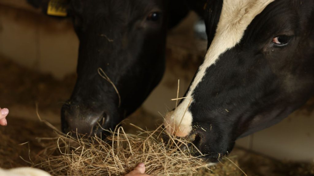 बाड़े में पर्याप्त दूरी, नियमित सफाई और फर्श पर पुआल बिछाने से गर्मी कम होती है. पशुओं को साफ-सुथरा और हाइड्रेटेड रखना जरूरी है. विशेषज्ञों का मानना है कि यदि वैज्ञानिक तरीके अपनाए जाएं तो गर्मियों में भी दूध उत्पादन में गिरावट रोकी जा सकती है और डेयरी व्यवसाय लाभकारी बना रह सकता है.