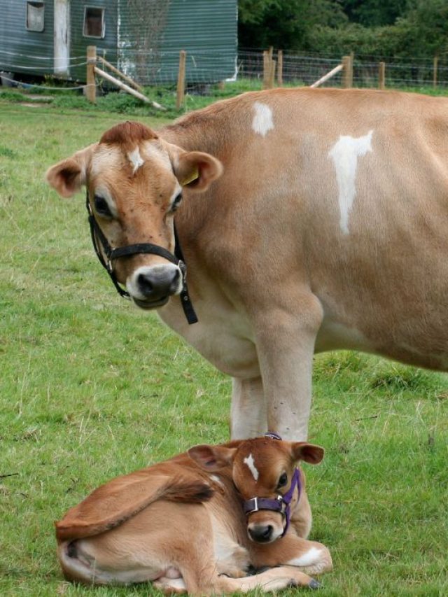 गाय गर्भ नहीं धारण कर रही? ये तरीका बढ़ाएगा आपकी कमाई