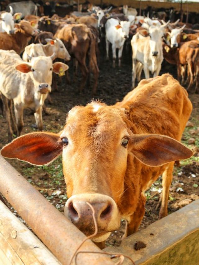 भीषण गर्मी में भी फिट रहेंगे आपकी गाय-भैंस, बस करें ये काम!