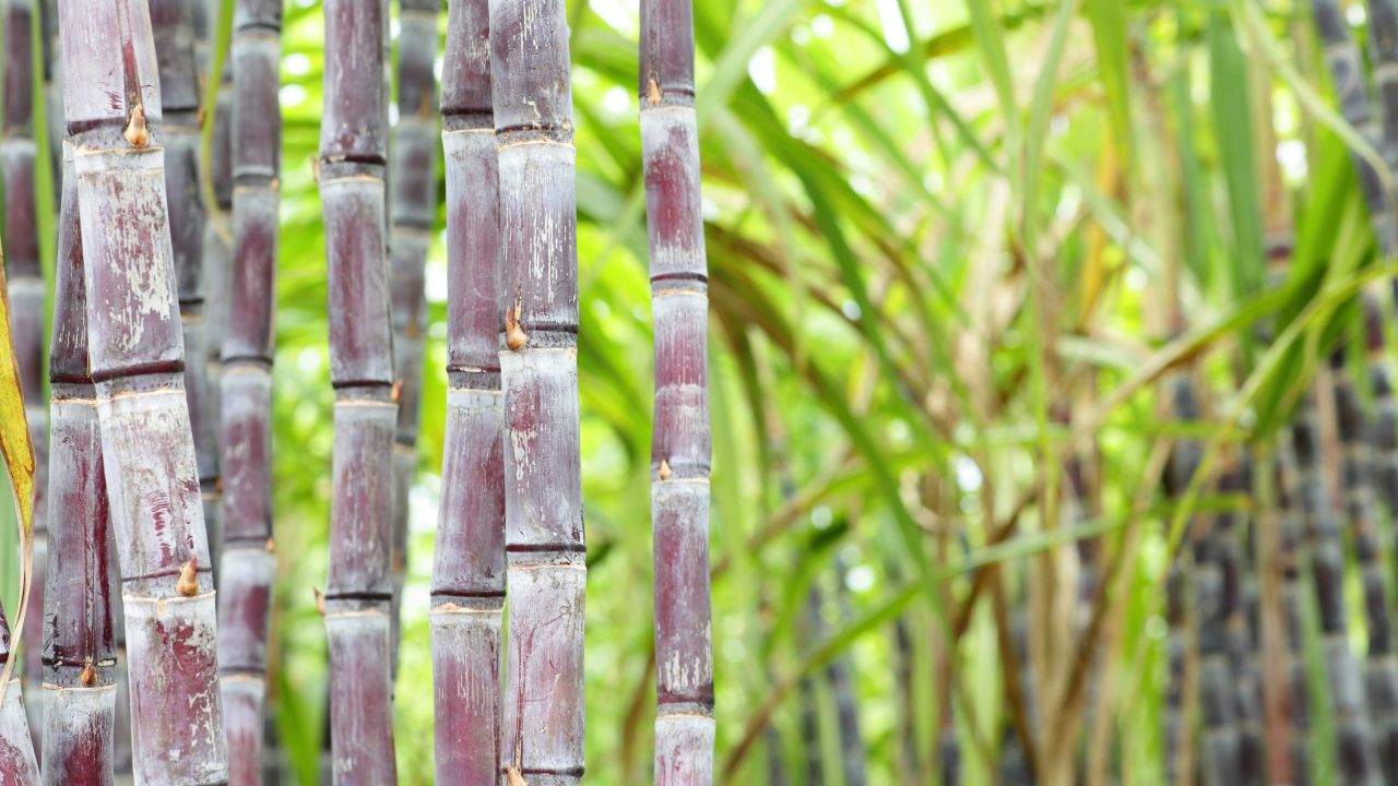 Ganne Ki Kheti Ke Tips How To Identify And Control Early Shoot Borer Pests In Sugarcane