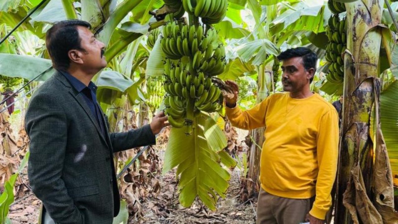 Madhya Pradesh Farmer Kailash Pawar Success To Grow G 9 Variety Banana In Stony Land And Makes Profit Of 3 Lakh Rupees Per Acre