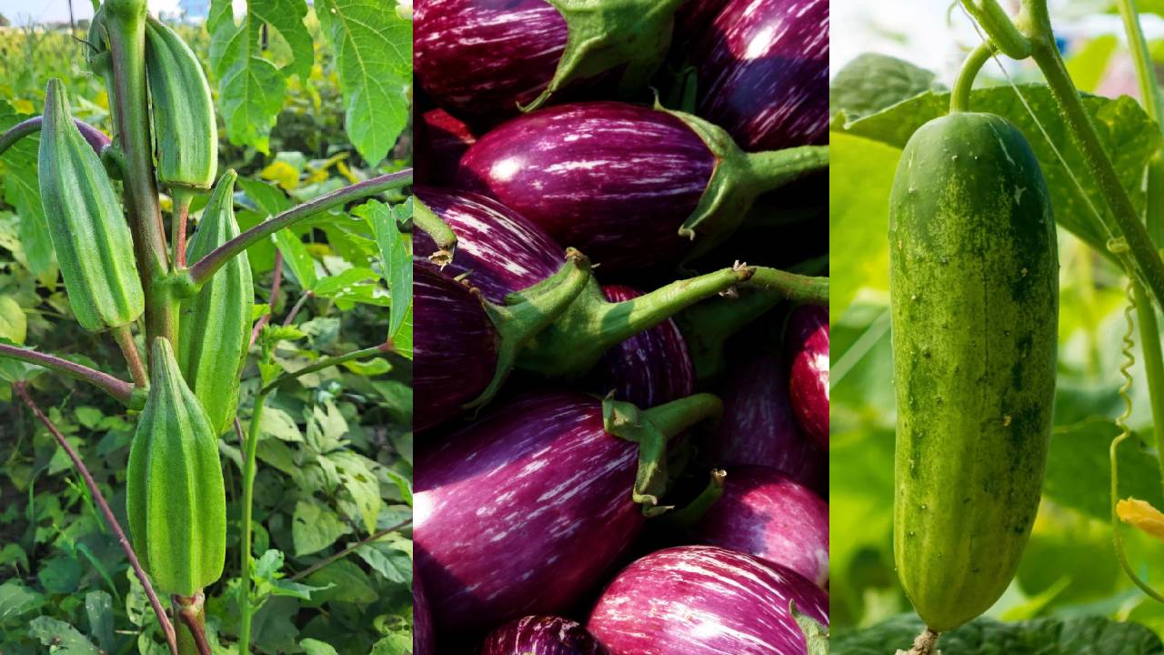 Plant Early Summer Vegetables Before February Ends For Higher Market Prices And Better Profit In March April