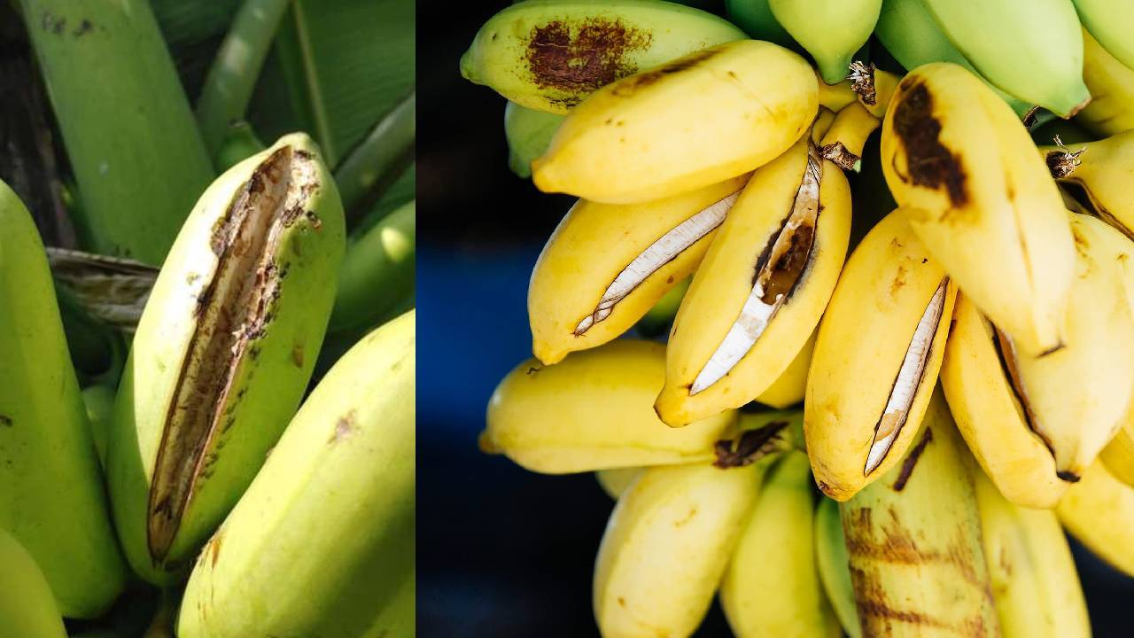 Banana Fruit Cracking Causes Prevention Tips Nutrient Management Irrigation Control Guide For Farmers To Protect Yield And Market Quality