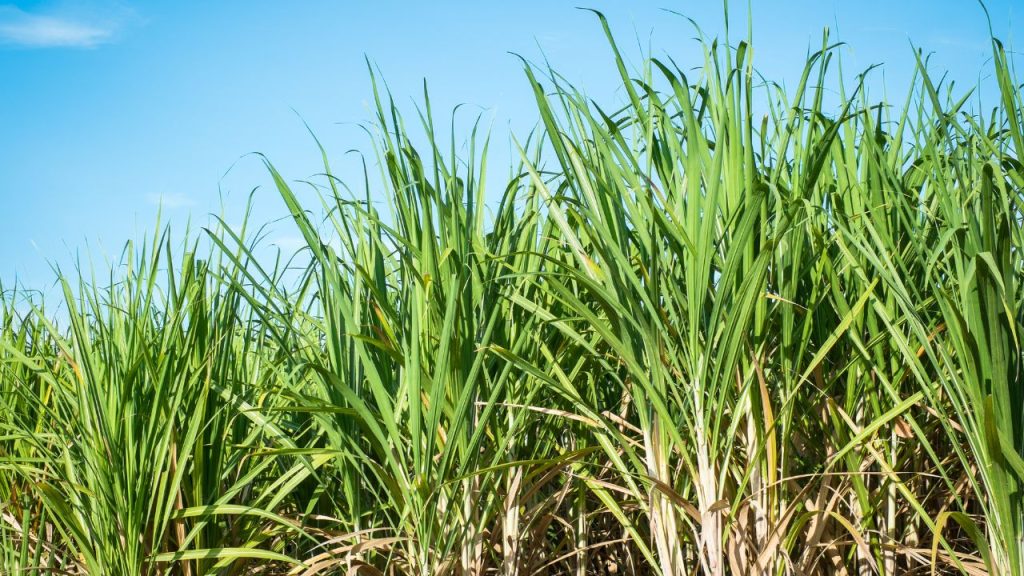 गन्ने के टुकड़ों को कार्बेंडाजिम और क्लोरोपायरीफॉस के घोल में कम से कम 10 मिनट तक डुबोकर रखें. यह सही उपचार की प्रक्रिया है, जिससे कीट और फफूंद जनित रोगों का खतरा न्यूनतम होता है और बीज का जमाव प्रतिशत बेहतर होता है. गन्ने के टुकड़ों को कार्बेंडाजिम और क्लोरोपायरीफॉस के घोल में कम से कम 10 मिनट तक डुबोकर रखें. यह सही उपचार की प्रक्रिया है, जिससे कीट और फफूंद जनित रोगों का खतरा न्यूनतम होता है और बीज का जमाव प्रतिशत बेहतर होता है.