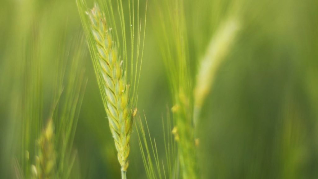शुरुआती अवस्था में दी गई यूरिया, डीएपी और माइक्रोन्यूट्रिएंट्स इस समय के लिए पर्याप्त होते हैं. कई किसान ज्यादा उत्पादन की उम्मीद में अतिरिक्त यूरिया डाल देते हैं, जिससे फसल की गुणवत्ता घट सकती है और मिट्टी की सेहत भी खराब होती है. संतुलित पोषण ही बेहतर उपज की गारंटी देता है. शुरुआती अवस्था में दी गई यूरिया, डीएपी और माइक्रोन्यूट्रिएंट्स इस समय के लिए पर्याप्त होते हैं. कई किसान ज्यादा उत्पादन की उम्मीद में अतिरिक्त यूरिया डाल देते हैं, जिससे फसल की गुणवत्ता घट सकती है और मिट्टी की सेहत भी खराब होती है. संतुलित पोषण ही बेहतर उपज की गारंटी देता है.