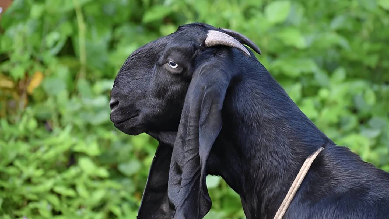 High Milk Yield Goat Breed Like Buffalo Low Investment Profitable Goat Farming India