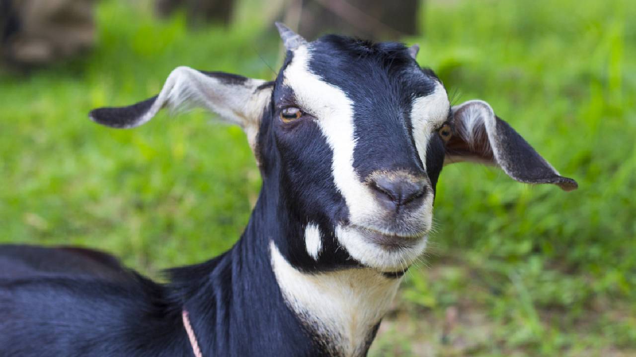 Black Bengal Goat Farming High Profit Low Investment Indigenous Breed India