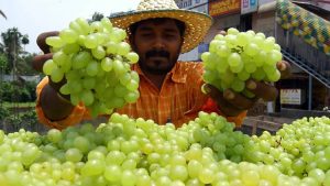 क्या आप सही तरीके से धो रहे हैं अंगूर? ऐसे हटाएं हानिकारक कीटनाशक, धूल और बैक्टीरिया