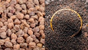 गुजरात में आज से शुरू हुआ MSP रजिस्ट्रेशन, सरसों और चना खरीदेगी सरकार… ऐसे करें ऑनलाइन आवेदन