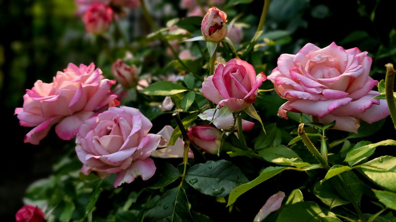 Gulab Ki Kheti Rose Plant Care Before March Summer Gardening Mistakes To Avoid For Roses