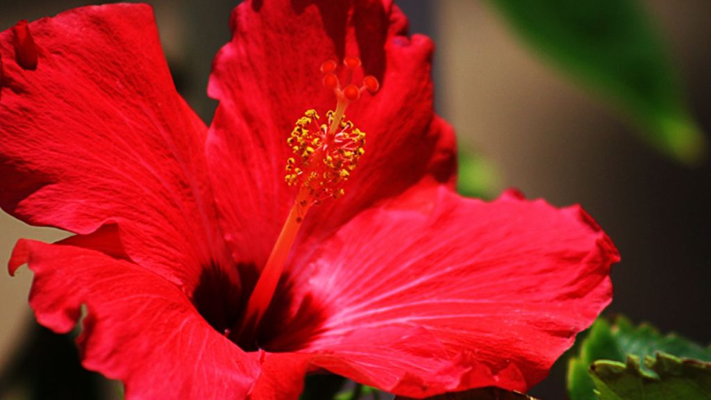 मिलीबग गुड़हल के लिए सबसे खतरनाक कीटों में से एक है. इसके कारण पौधे पर सफेद परत जम जाती है और पौधा धीरे-धीरे कमजोर हो जाता है. प्रभावित हिस्सों की कटाई और नीम तेल या क्लोरपायरीफॉस का सही मात्रा में छिड़काव पौधे को बचा सकता है.