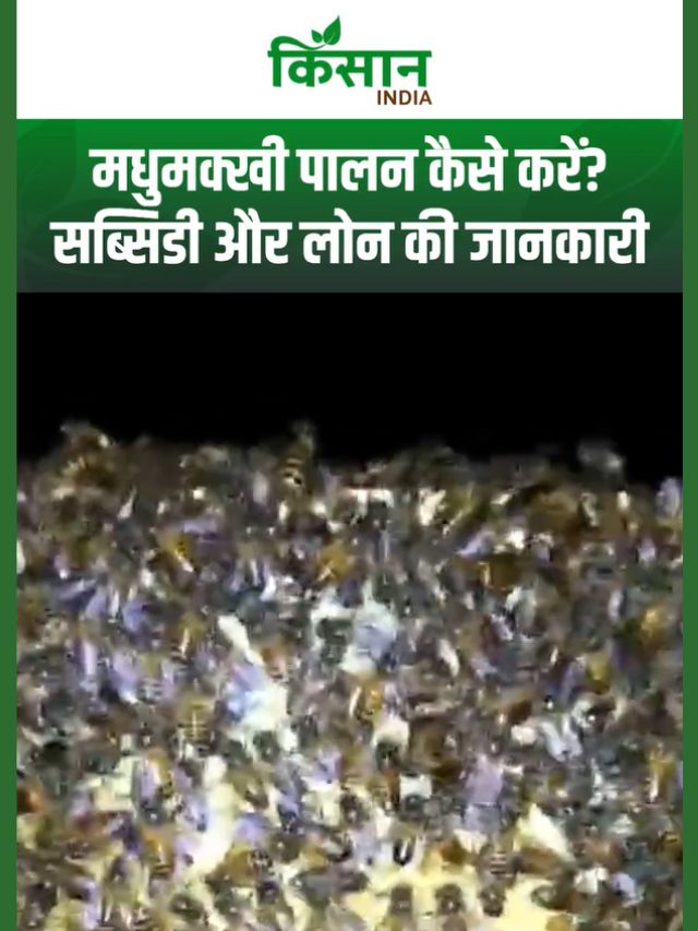 मधुमक्खी पालन कैसे करें? सरकारी योजना, सब्सिडी और लोन की आसान जानकारी