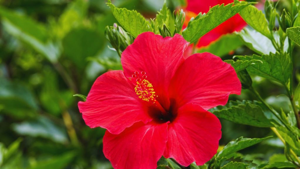 छोटे हरे रंग के एफिड कीट गुड़हल की कलियों और नई पत्तियों से चिपक जाते हैं. इनके कारण पत्तियां मुड़ने लगती हैं और फूल सही तरह से खिल नहीं पाते. हफ्ते में एक बार नीम तेल का छिड़काव एफिड से बचाव का सुरक्षित घरेलू तरीका है.