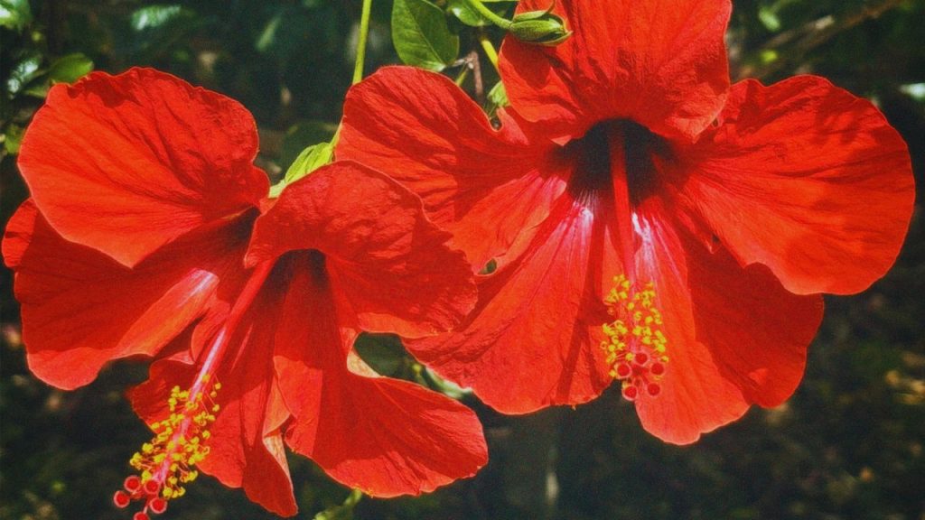 गुड़हल के पौधों में पत्तियों पर भूरे-काले धब्बे दिखना पत्ती धब्बा रोग का संकेत है. यह फंगस संक्रमण से होता है, जिससे पत्तियां सूखकर गिरने लगती हैं. समय पर संक्रमित पत्तियों को हटाकर कॉपर ऑक्सीक्लोराइड का छिड़काव करने से पौधा दोबारा स्वस्थ हो सकता है.