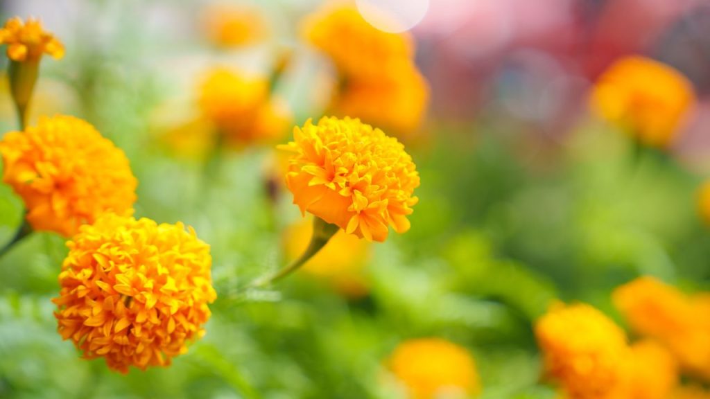 गेंदे के पौधे को ज्यादा पानी की जरूरत नहीं होती. हफ्ते में 2-3 बार पानी पर्याप्त रहता है. हर 15-20 दिन में जैविक खाद या नाइट्रोजन युक्त खाद देने से पौधा मजबूत बनता है और लंबे समय तक भरपूर फूल देता है.