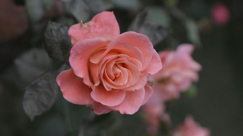 यह देसी उपाय महंगे स्प्रे और खाद की तुलना में सस्ता और आसानी से उपलब्ध है. साथ ही, बाद में गमले में उगी छोटी प्याज किचन में भी उपयोग की जा सकती है. यानी पौधे की देखभाल और थोड़ी बहुत घरेलू मदद, दोनों ही मिलकर लाभ देती हैं.