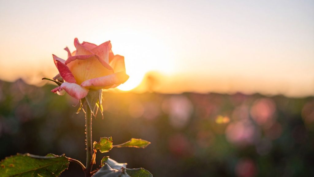 प्याज को गहराई में गाड़ना पौधे की मुख्य जड़ों को नुकसान पहुँचा सकता है. इसलिए तने से थोड़ी दूरी पर हल्की गुड़ाई करके प्याज रखें और ऊपर से मिट्टी ढक दें. पानी सामान्य ही दें. इस सरल तरीके से पौधा सुरक्षित रहता है और प्याज की सारी खासियतें सक्रिय रहती हैं.