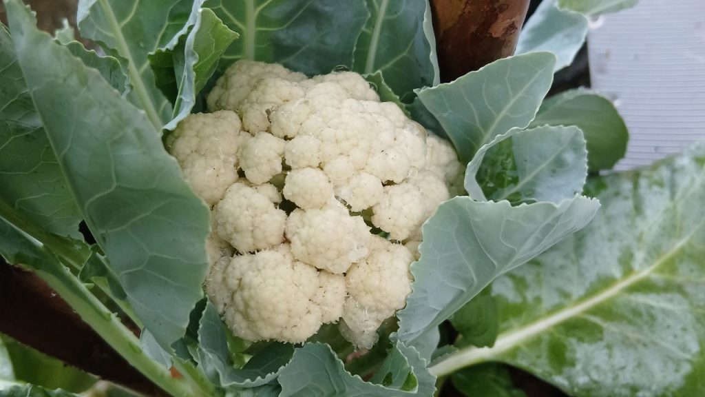 हाई pH (7.5 से ज्यादा) या ऊसर मिट्टी में फूलों पर भूरे धब्बे आने की संभावना बढ़ जाती है. बेहतर उत्पादन के लिए 6.5 से 7.5 pH वाली मिट्टी सबसे उपयुक्त मानी जाती है. हाई pH (7.5 से ज्यादा) या ऊसर मिट्टी में फूलों पर भूरे धब्बे आने की संभावना बढ़ जाती है. बेहतर उत्पादन के लिए 6.5 से 7.5 pH वाली मिट्टी सबसे उपयुक्त मानी जाती है.