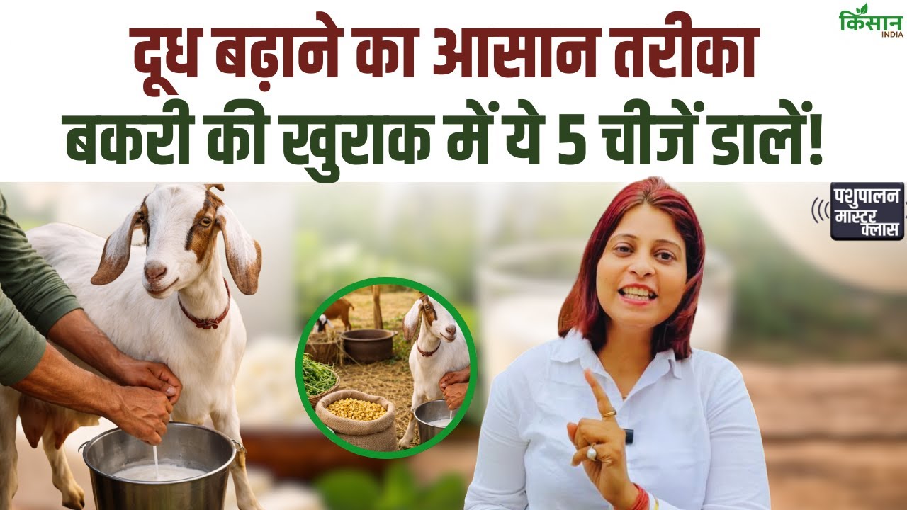 Add These 5 Things Diet Dairy Goat Milk Increase And Goat Remain Completely Healthy