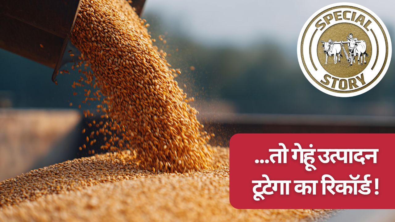 गेहूं उत्पादन में नया रिकॉर्ड बनेगा, अनुकूल मौसम के चलते उपज 1200 लाख मीट्रिक टन के पार जाएगी!