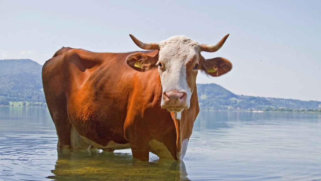 इसके अलावा थनों पर सीधे ठंडा पानी डालने से गाय को थनैला (मैस्टाइटिस) होने का खतरा बढ़ सकता है. हमेशा हल्के गुनगुने पानी से थनों की सफाई करें.