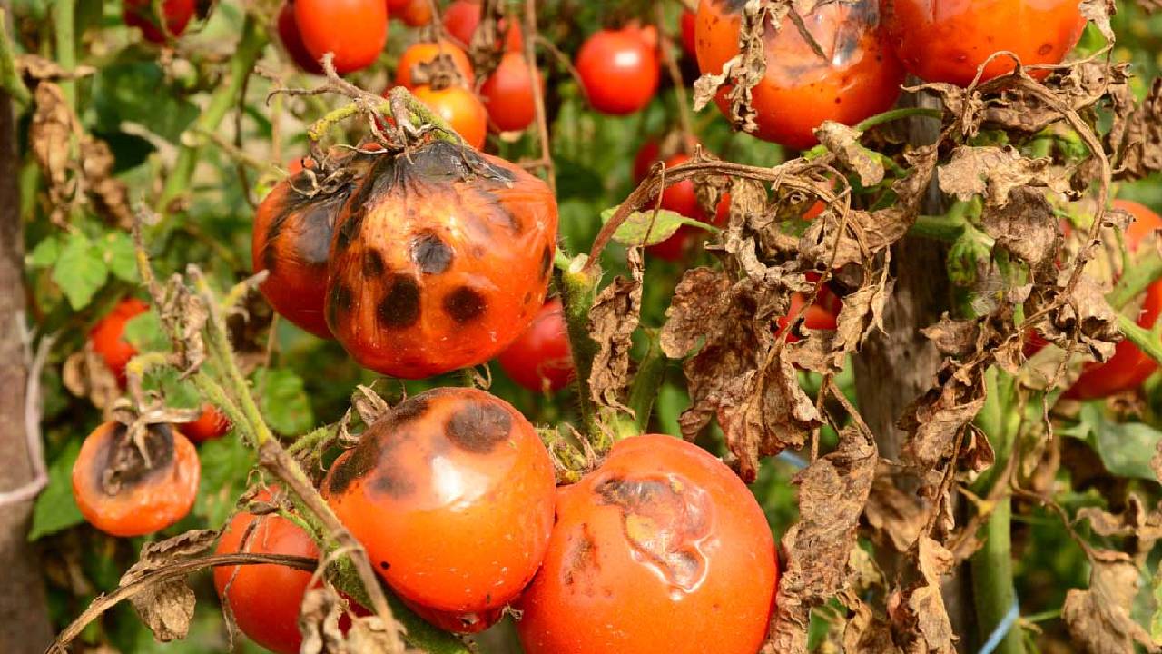 Tomato Cultivation Alert February Blight Disease Spread Prevention Spray Solution Farmers Advisory India 2026