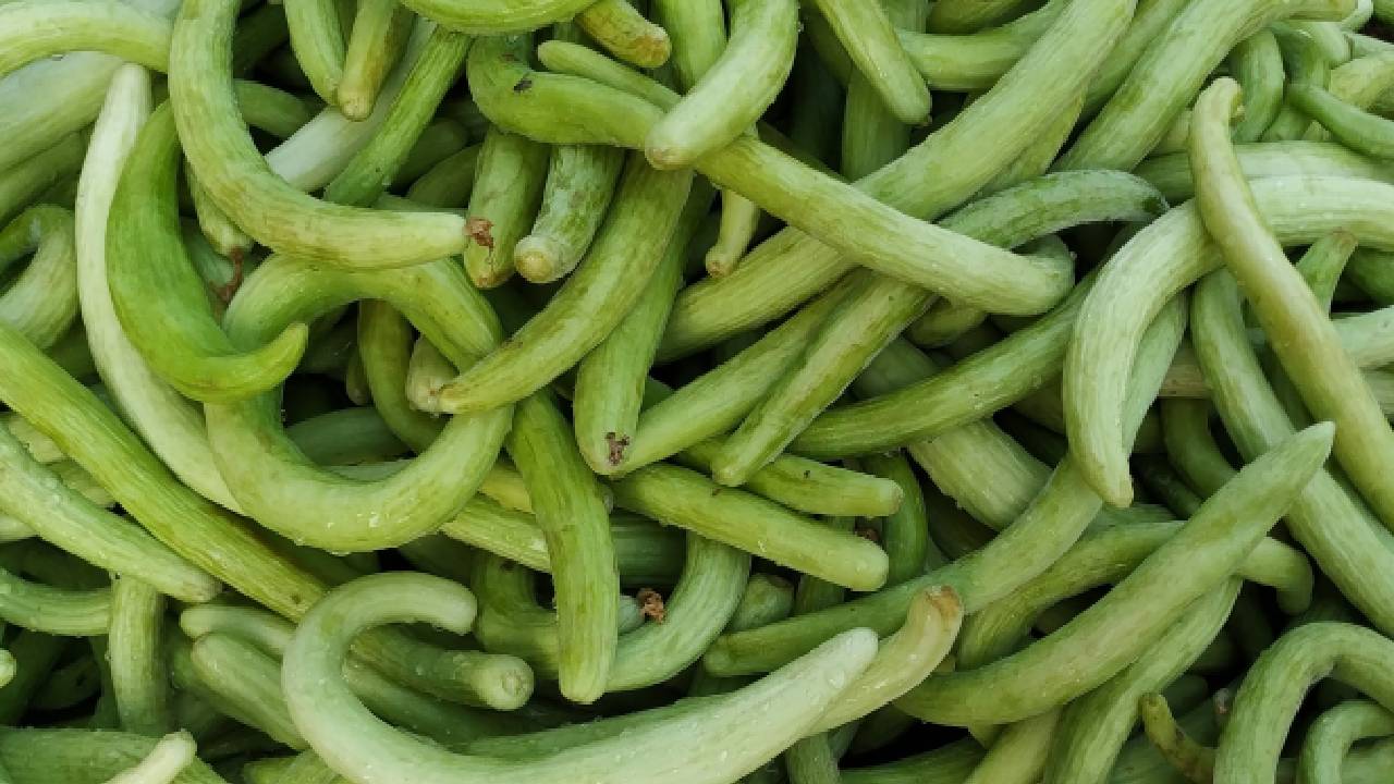 Profitable Kakdi Farming Guide How To Grow Cucumber In Summer Season With Improved Hybrid Varieties High Yield Tips And Complete Cultivation Method