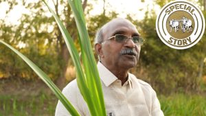 किसान जानते ही नहीं इस घास के बारे में जो कराती है लाखों की कमाई, न सिंचाई की जरूरत और न खाद की