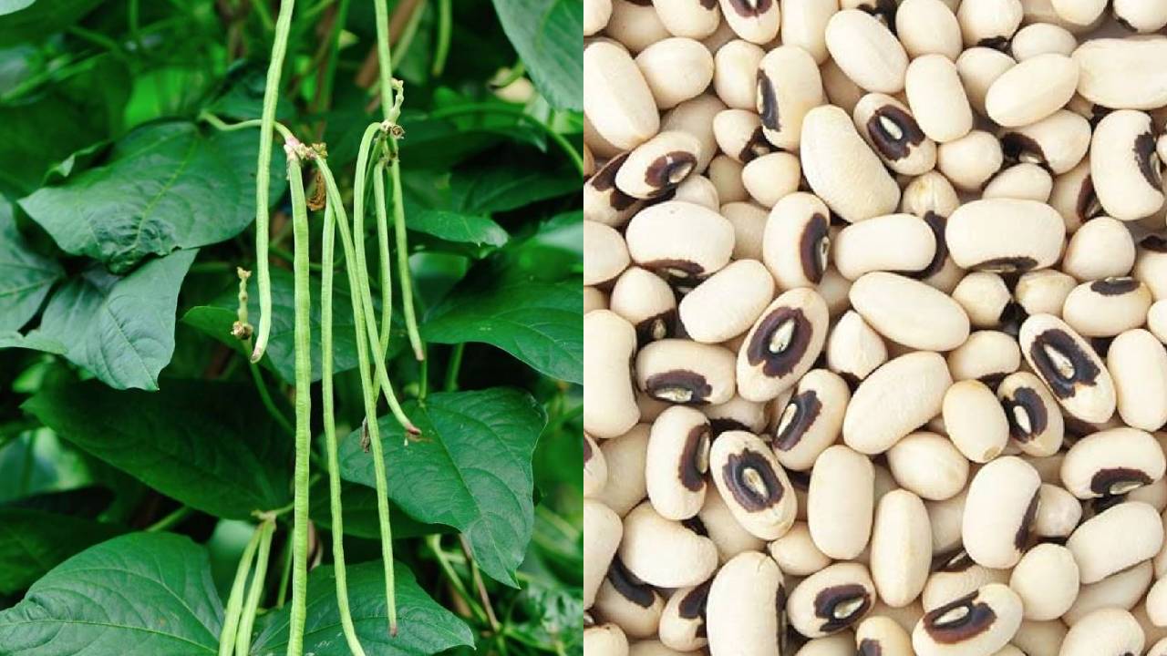 February Farming Profit Cowpea Vegetable Cultivation 35 Days Harvest High Market Price India Farmers Guide