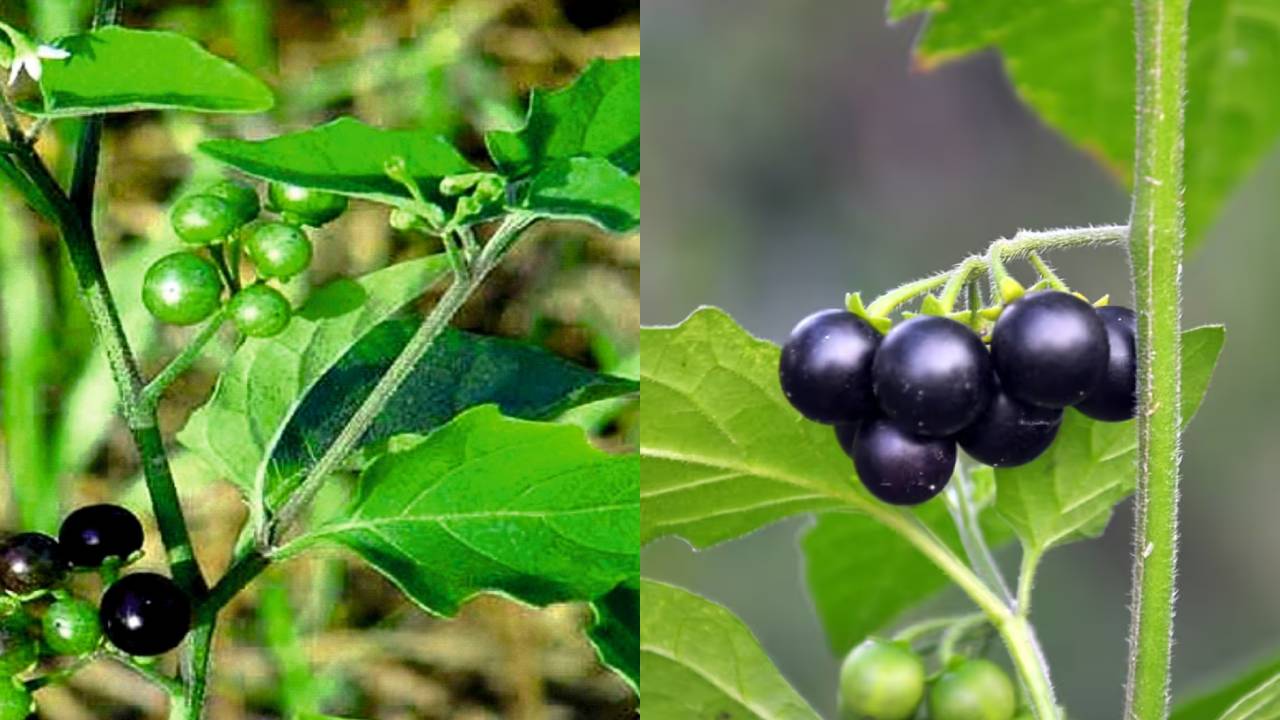 Makoy Cultivation Profitable Medicinal Crop Low Investment High Profit Farming Guide India