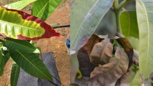 आम की पत्तियां जलने लगें तो समझें खतरे की घंटी, सर्प बर्न से ऐसे बचाएं अपनी फसल