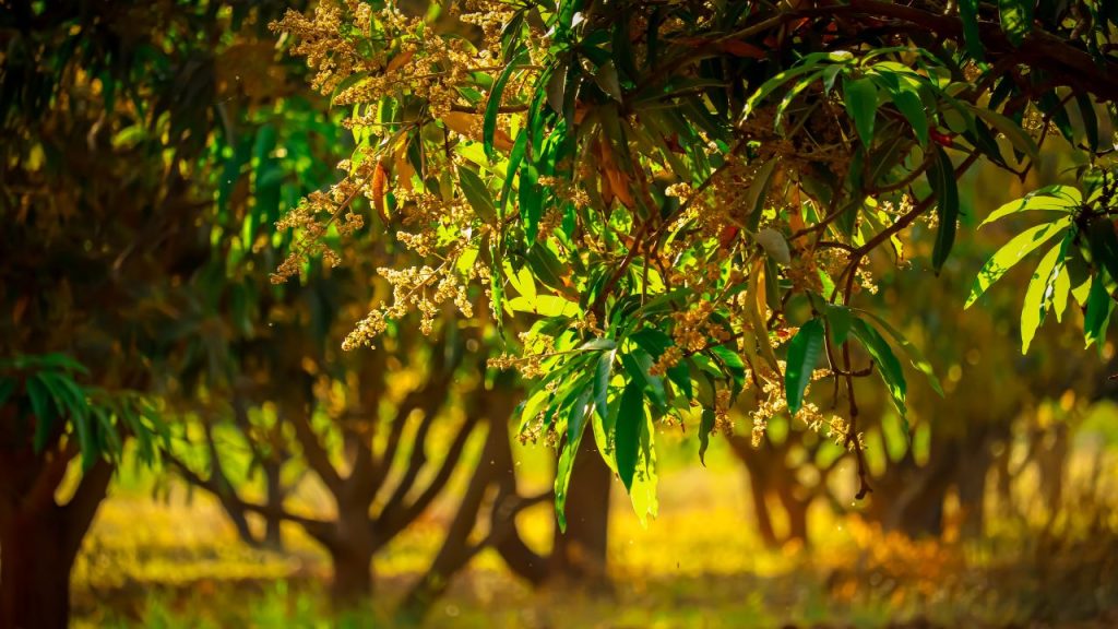 खेत में पानी जमा होने से जड़ों को नुकसान होता है और रोग व कीटों का प्रकोप बढ़ सकता है. इसलिए बाग में उचित जलनिकास व्यवस्था बनाए रखना बेहद जरूरी है.