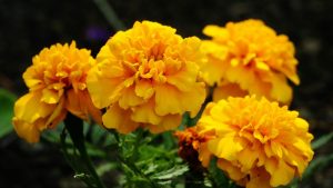 Marigold Gardening: घर पर गेंदा उगाना हुआ आसान! सिर्फ 7-10 दिनों में पाएं रंग-बिरंगे फूल